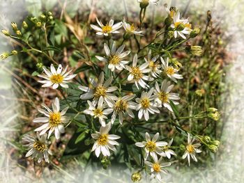 Close-up of flowers blooming outdoors