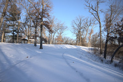 Snow in a below zero wind chill with sunlight kissing the trees