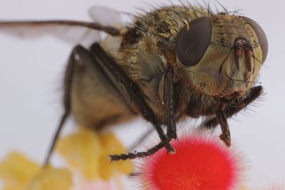 Close-up of fly on flower