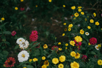 Close-up of yellow flowering plants on field