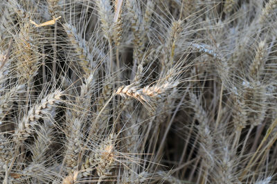 Full frame shot of wheat field
