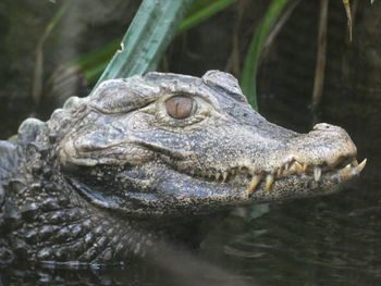 Close-up of a turtle