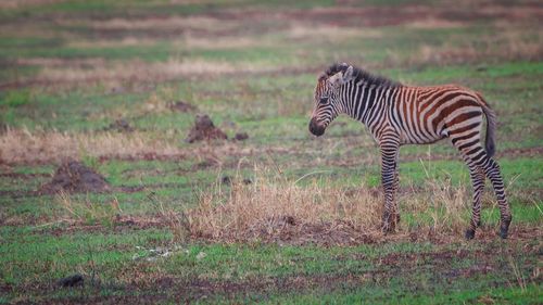 Side view of a zebra on field