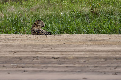 Jaguar, panthera onca, lying on a sand bank on cuiaba river in the pantanal, brazil. 