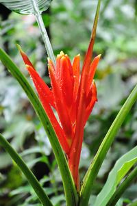 Close-up of red flowers