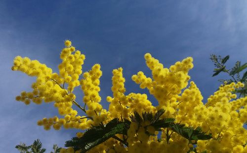 Low angle view of flowers against blue sky