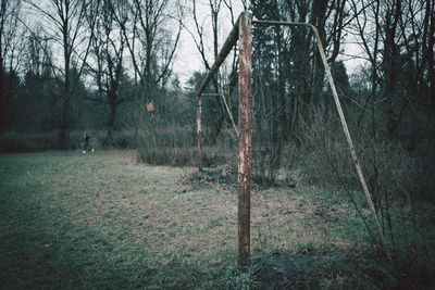 Bare trees in forest