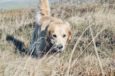 Close-up portrait of dog on grass