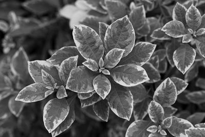 Close-up of hydrangea plant with red leaves