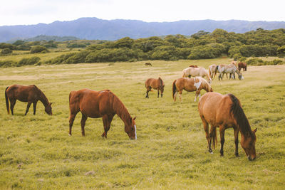 Horses grazing in a field