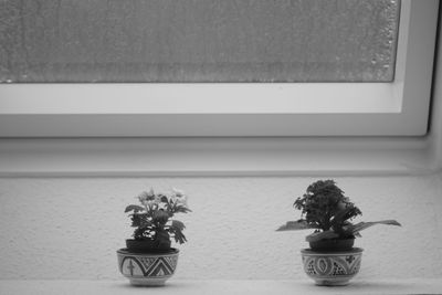 Potted plants on table