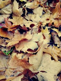 Full frame shot of dry leaves