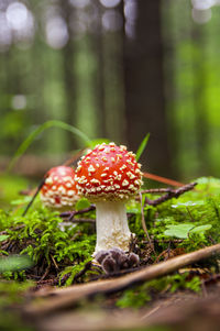 Red bright inedible mushroom fly agaric sprouted through fresh moss and grass in autumn forest