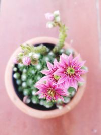 Close-up of pink flowers