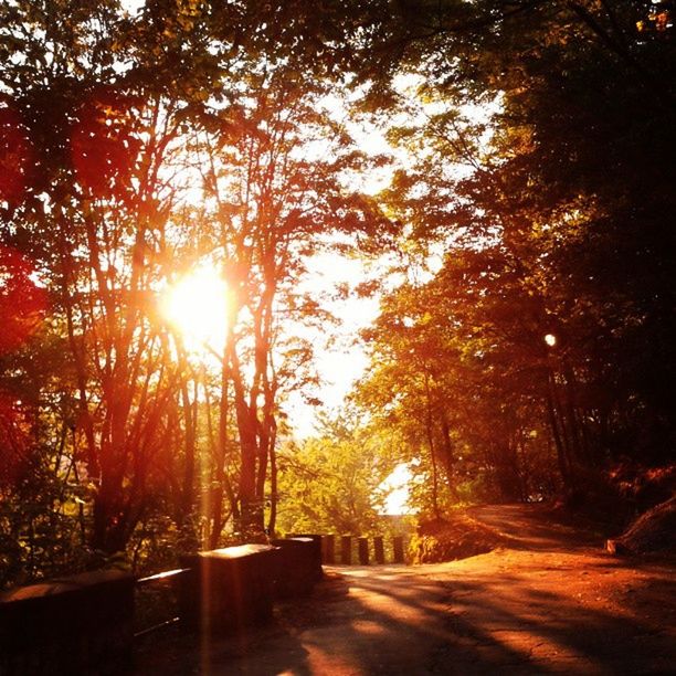 tree, sun, the way forward, sunlight, sunset, sunbeam, road, tranquility, lens flare, nature, diminishing perspective, growth, beauty in nature, tranquil scene, transportation, street, scenics, orange color, no people, outdoors