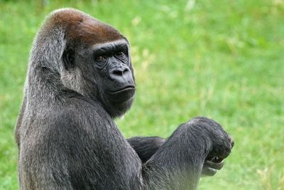 Portrait of monkey sitting on grassy field