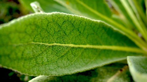 Close-up of leaves