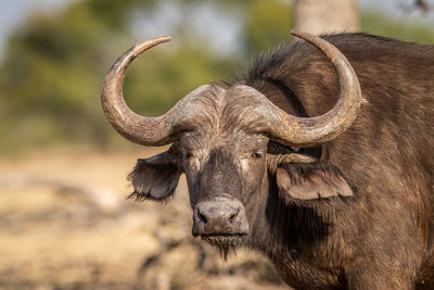 Close-up of cow standing on field