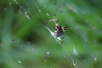 Close-up of spider on web