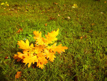 Close-up of yellow flowers growing in field