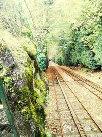 Railroad track amidst trees