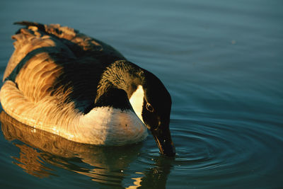 High angle view of duck swimming in lake