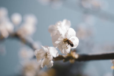 Low angle view of cherry blossoms against sky