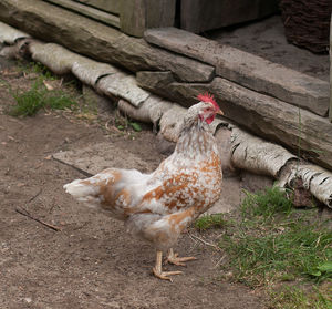 Close-up of rooster on grass