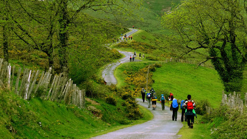 Rear view of hikers walking on road amidst trees