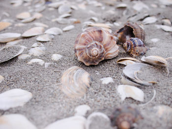 Close-up of shells on sand