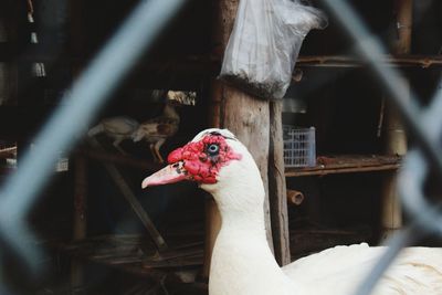 Close-up of a parrot in cage