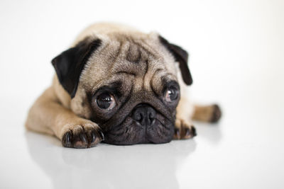 Close-up portrait of pug over white background