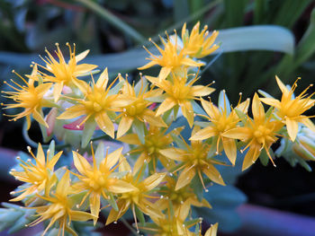 Close-up of yellow flowering plant