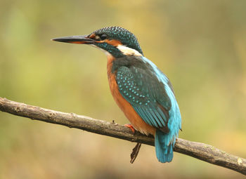 Close-up of bird perching on branch