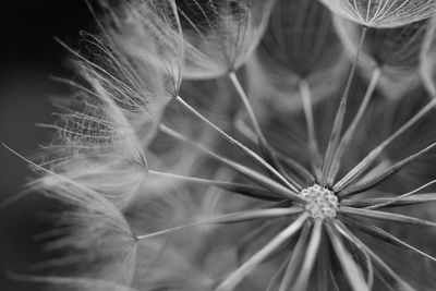 Close-up of dandelion