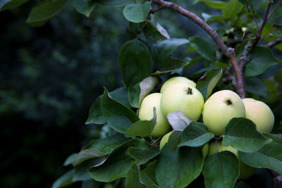 Close-up of fruit growing on tree