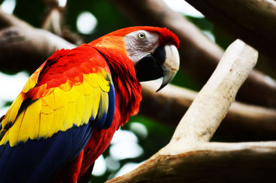 Close-up of parrot perching on branch