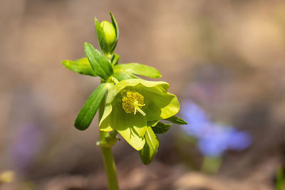 Close-up of flowering plant