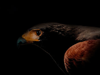 Close-up of bird against black background