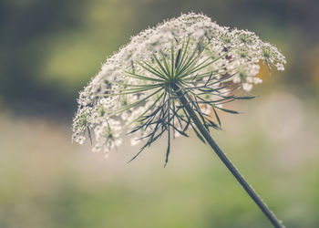 Close-up of flower plant during winter