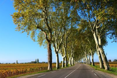 Road amidst trees against clear blue sky