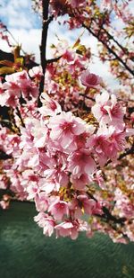 Close-up of pink cherry blossoms in spring