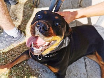 High angle portrait of dog with hands