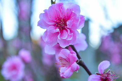 Close-up of pink flowers blooming outdoors