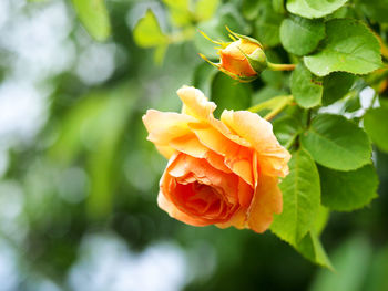 Close-up of orange flower