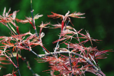 Close-up of autumn leaves on field