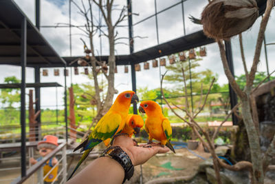 Close-up of a hand holding bird