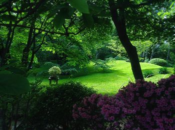 Trees and plants in park