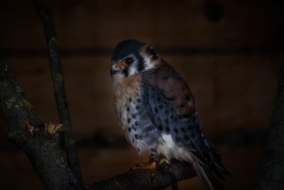 Close-up of owl perching on branch