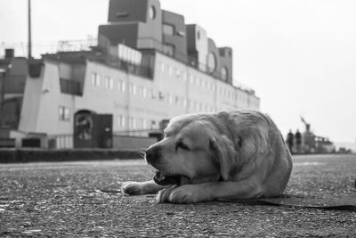 Close-up of dog with ship in background